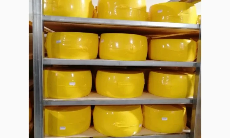 Продам сир твердий Класичний від виробника. 50 % жирностію. Ціна в залежності від кільк - фото № 2