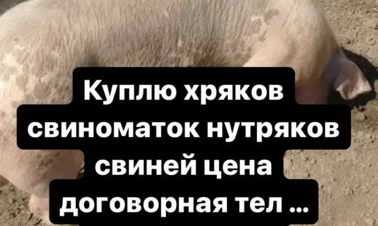 Куплю хряков свиноматок - фото № 1
