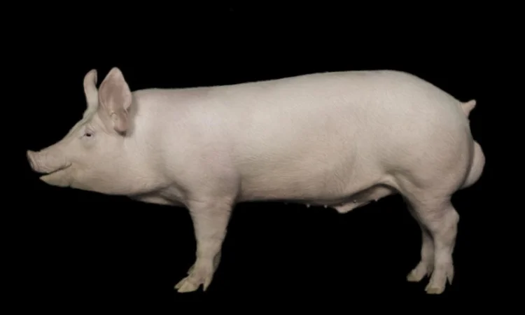 Семя хряков - фото № 1