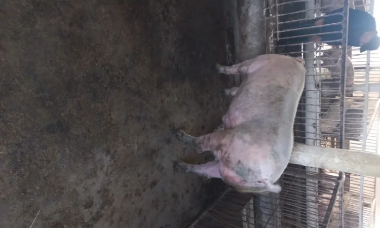 Продам кнура - фото № 1