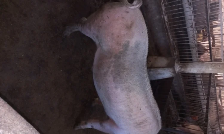 Продам кнура - фото № 3