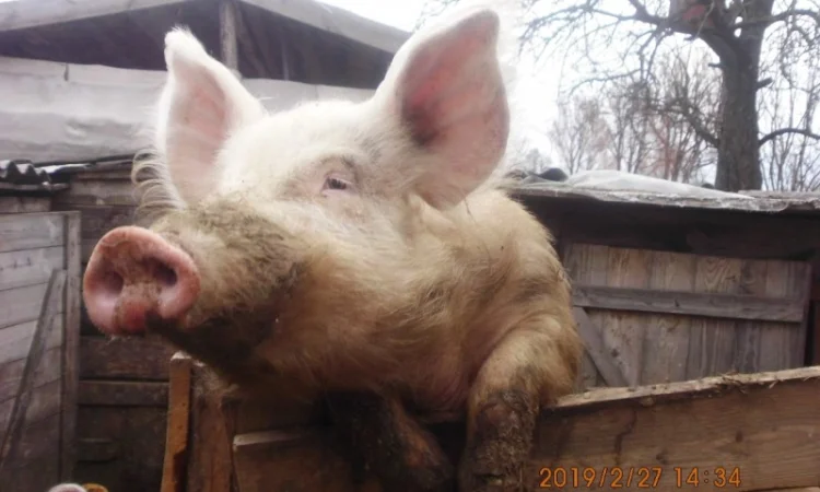 Кабан породистый осеменитель - фото № 1