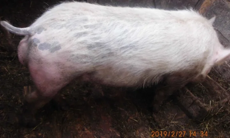 Кабан породистый осеменитель - фото № 2