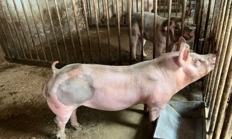 Кнур Дюрок Петрен Макстер - фото № 1