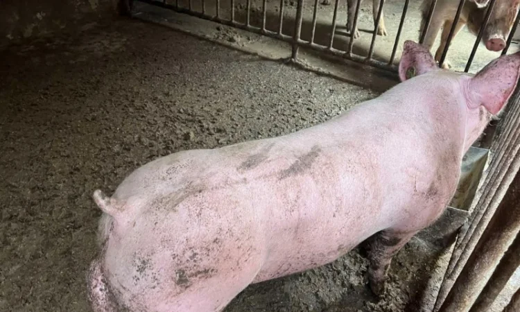 Кнур Дюрок Петрен Макстер - фото № 3