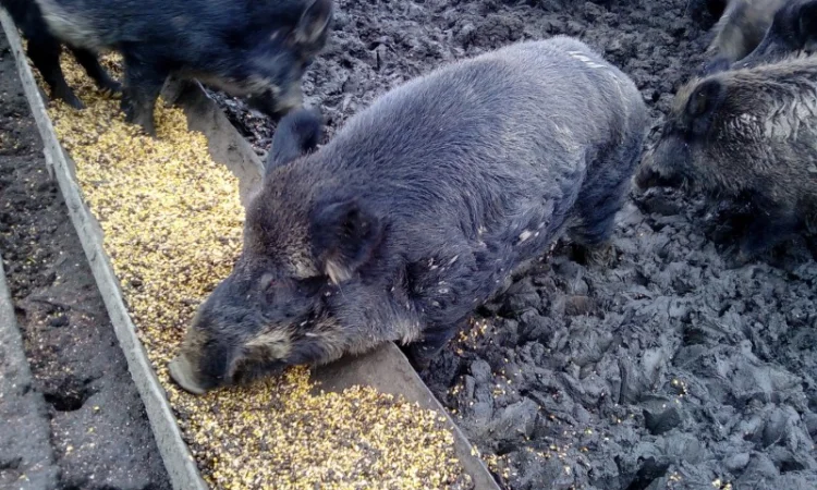 Кабан дикий производитель на племя - фото № 1