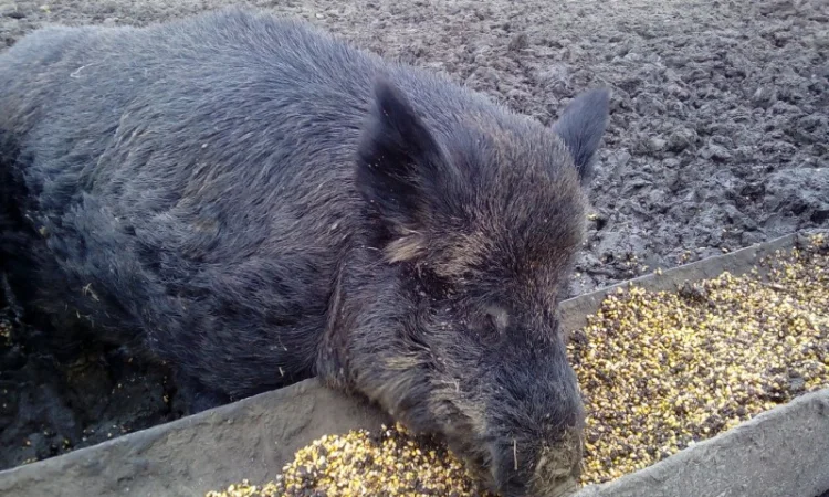 Кабан дикий производитель на племя - фото № 3