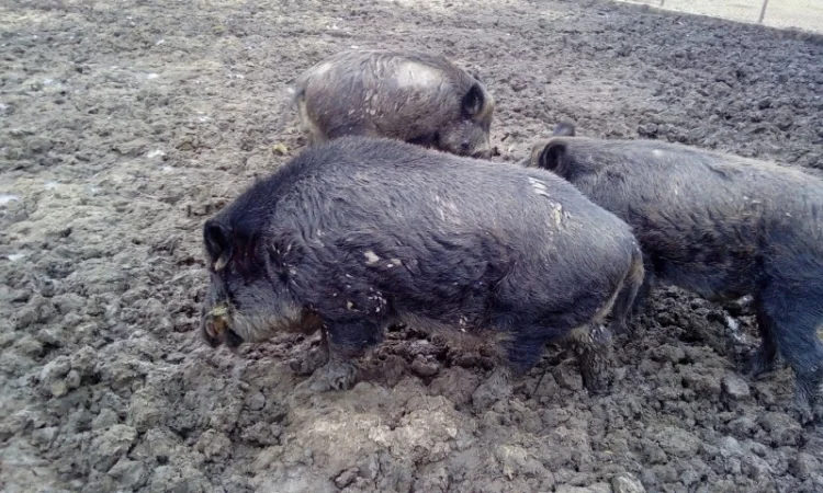 Кабан дикий производитель на племя - фото № 4