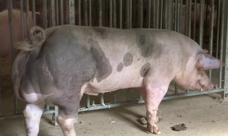 Спермодоза (сперма, семя) кряка кнура мясной породи П'єтрен - фото № 1