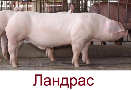 Спермодоза (сперма, семя) кряка кнура породи Ландрас - фото № 1