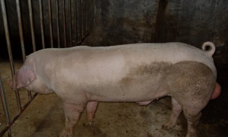 Спермодоза (сперма, семя) кряка кнура породи Ландрас - фото № 2