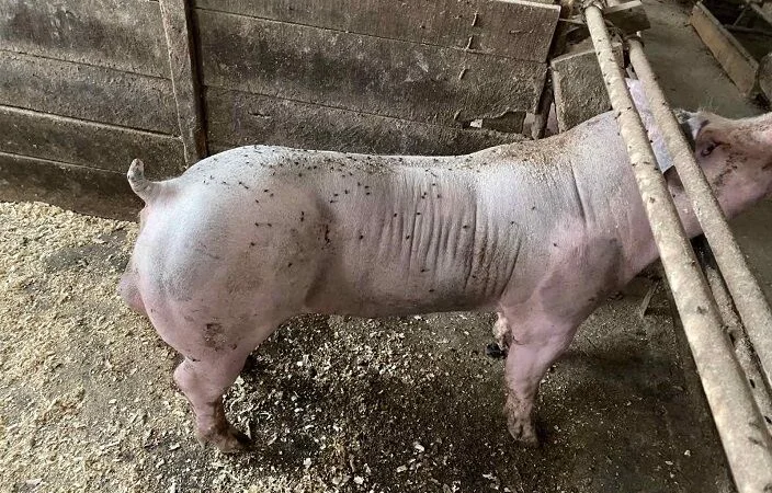 Спермодоза (семья, сперма) хряка кнура мясной породы Кантор - фото № 1