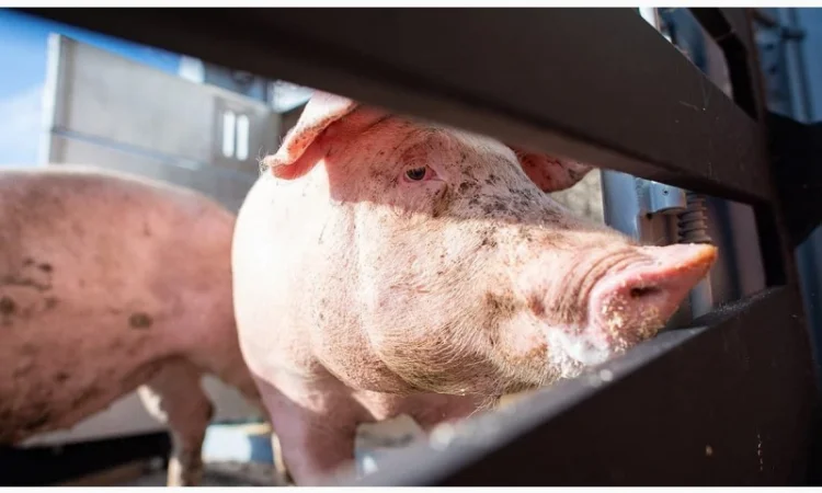 Продам ремонтних кнурів (105-120 кг) - фото № 1