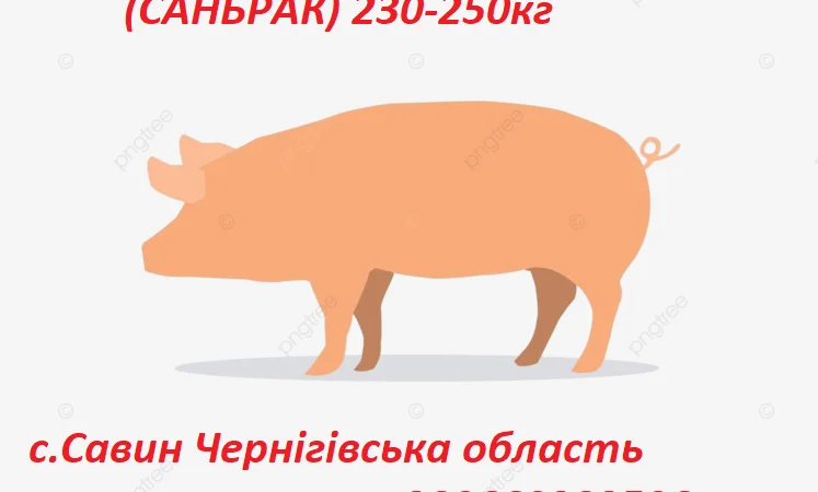 Продажа свиноматок в Чернигове - фото № 1