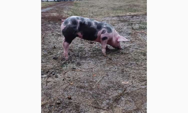 Продам Рем свинок п'єтрен - фото № 1