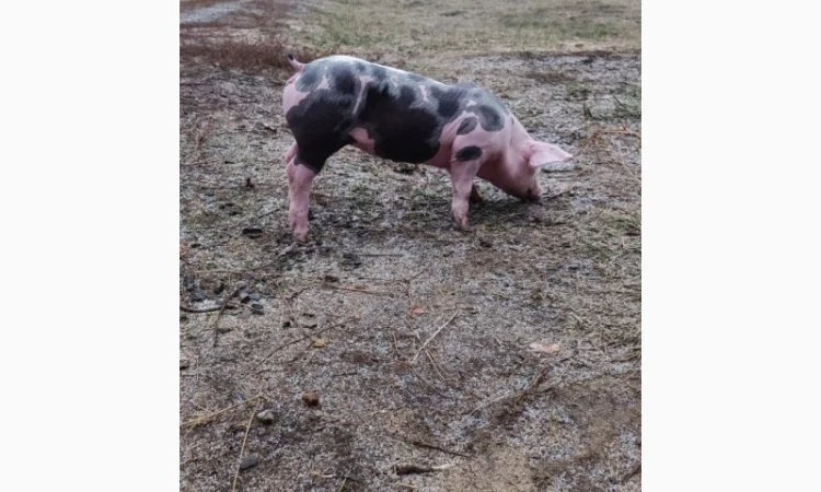 Продам Рем свинок п'єтрен - фото № 2