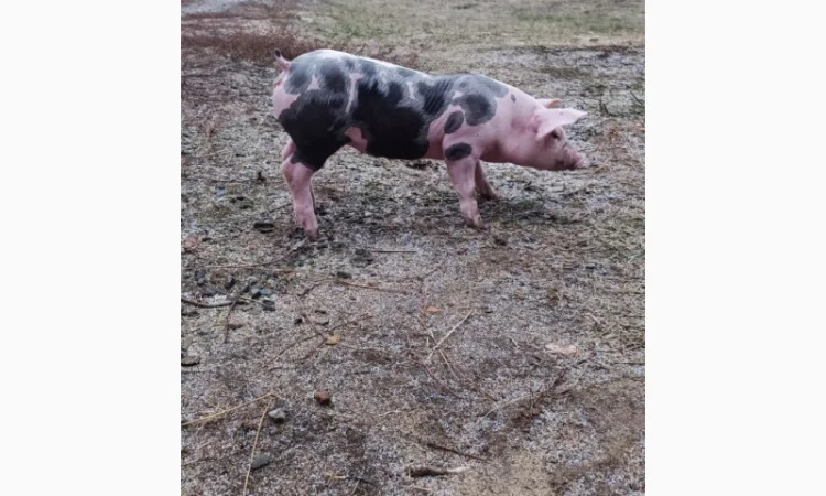 Продам Рем свинок п'єтрен - фото № 3