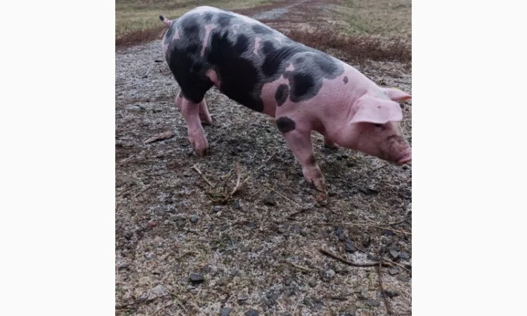 Продам Рем свинок п'єтрен - фото № 4