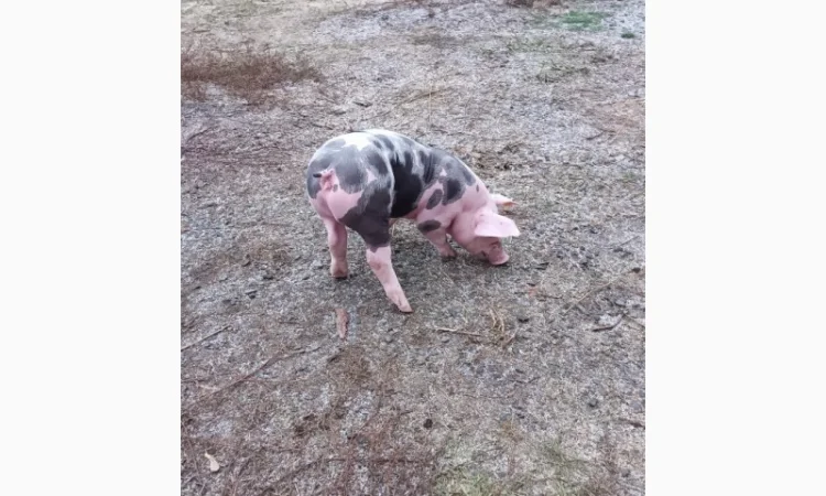 Продам Рем свинок п'єтрен - фото № 5