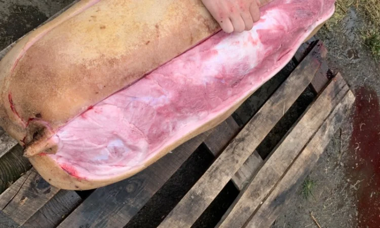 Закупаем Відгодівлю свиноматки выбраковку Санбрак Лежачі і тк дорого - фото № 1