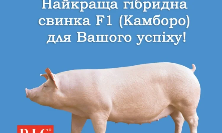 Гібридні батьківські свинки Ф1 Камборо - генетика РІС - фото № 1