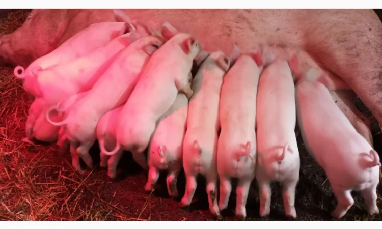 Продам льошки Ф1 - фото № 1