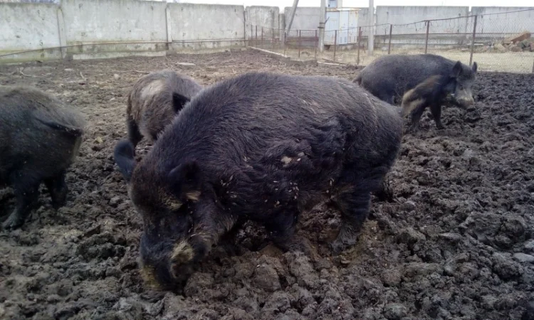 Дикая свинья поросная - фото № 2