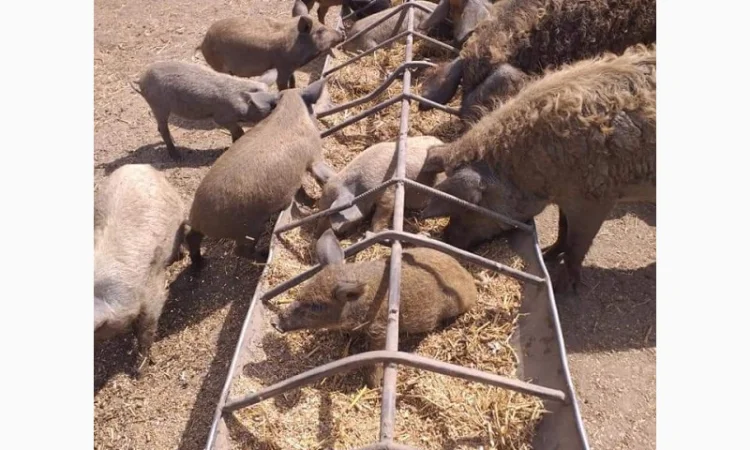 Продам свиноматок мангалиці угорської - фото № 1