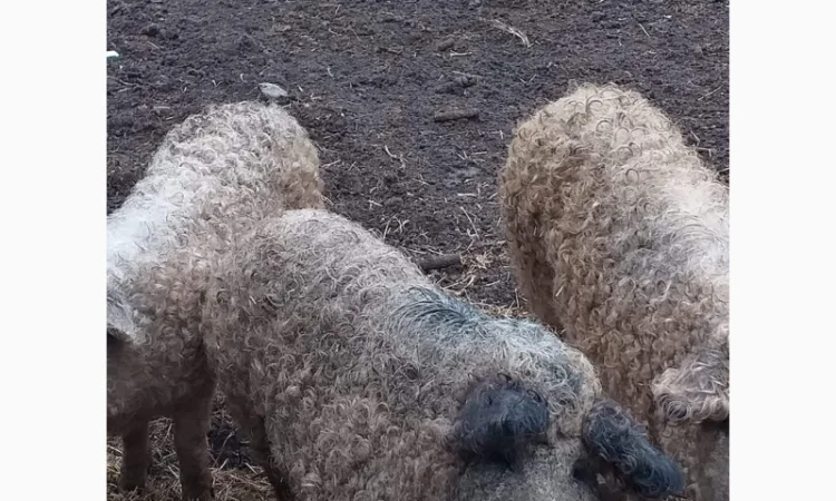 Продам свиноматок мангалиці угорської - фото № 2