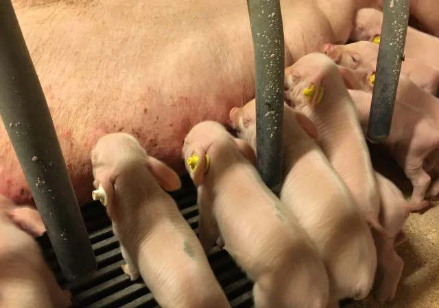 Продам ремонтних свинок F-1 - фото № 2