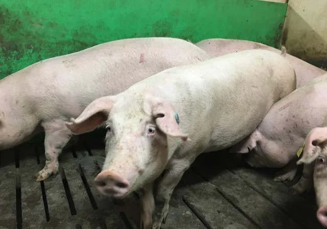 Продам ремонтних свинок F-1 - фото № 1