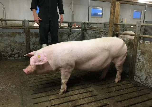 Продаж рем свинок F-1 - фото № 1