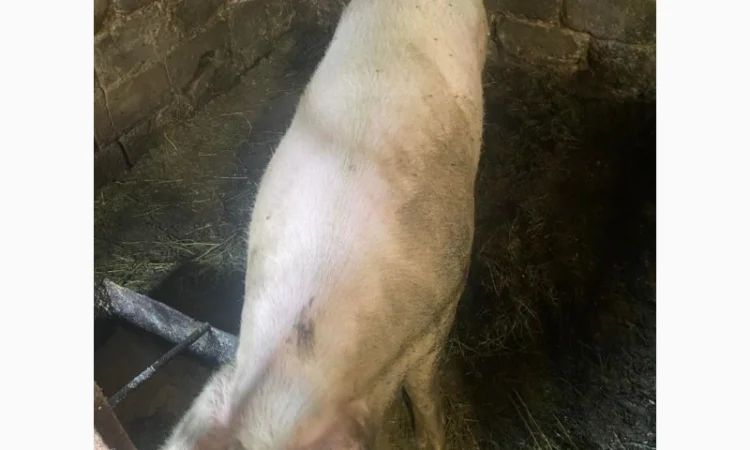 Продам свиню живою вагою - фото № 1