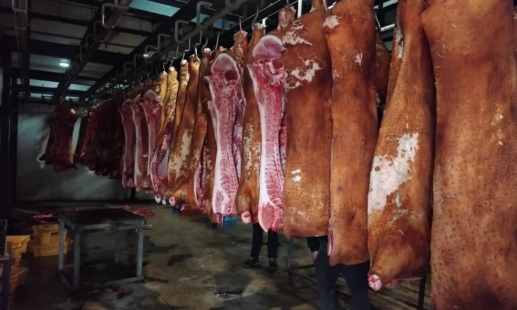 Куплю свиней и свиноматок в Киеве - фото № 1