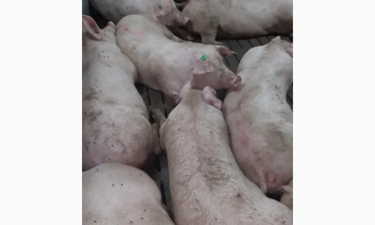 Продажа свиней мясного направления весом 110-125 кг - фото № 1