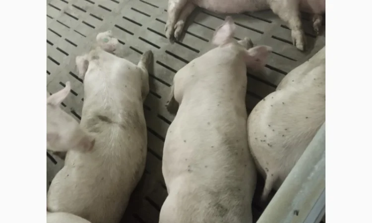 Продажа свиней мясного направления весом 110-125 кг - фото № 2