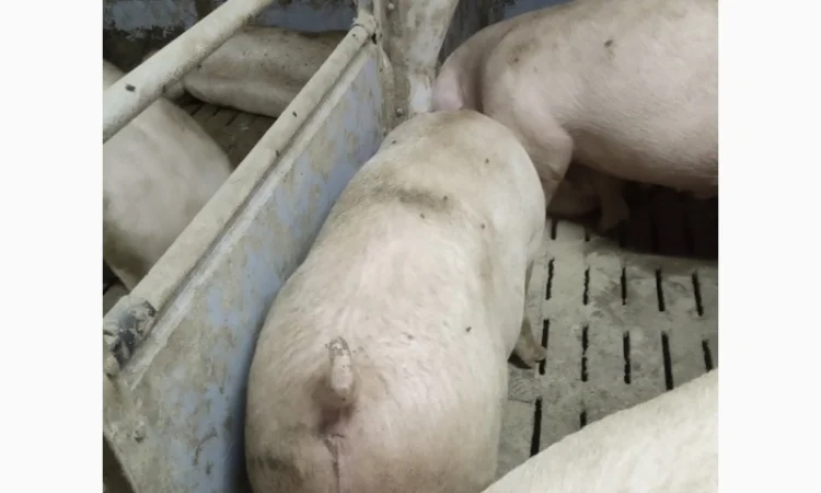 Продажа свиней мясного направления весом 110-125 кг - фото № 3