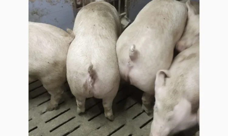 Продажа свиней мясного направления весом 110-125 кг - фото № 4