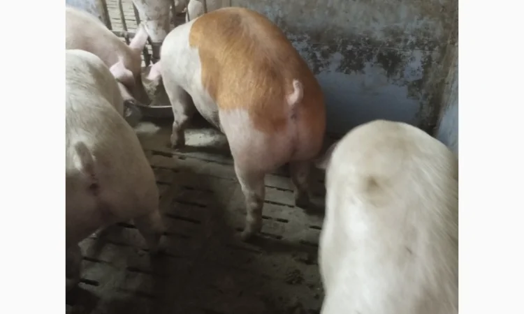 Продажа свиней мясного направления весом 110-125 кг - фото № 5