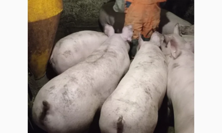 Закупка свиней и свиноматок на мясо живым весом - фото № 2