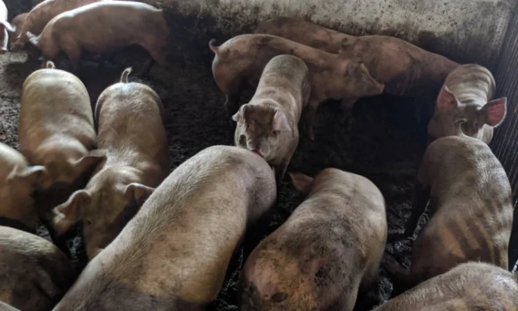 Продаются беконные свиньи живым весом - фото № 1