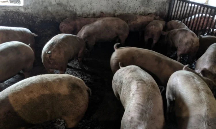 Продаются беконные свиньи живым весом - фото № 2