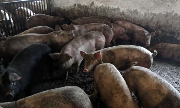 Продаются беконные свиньи живым весом - фото № 3