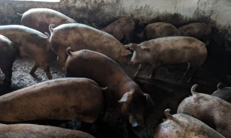 Продаются беконные свиньи живым весом - фото № 4