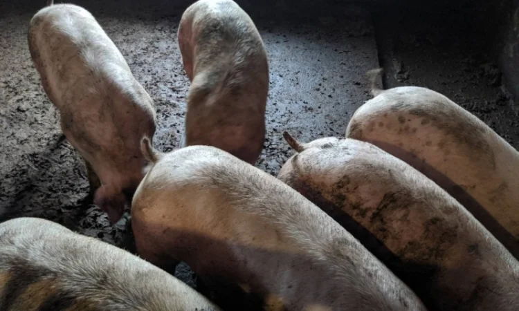 Продаются беконные свиньи живым весом - фото № 5