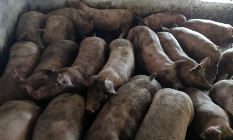 Продаются беконные свиньи живым весом - фото № 6