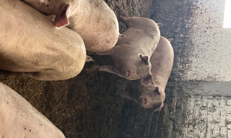 Пропонуються свині від 10 штук - фото № 1