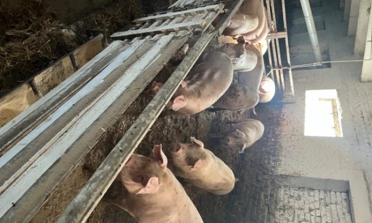 Пропонуються свині від 10 штук - фото № 2