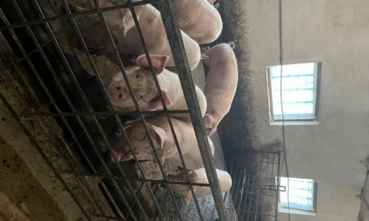 Продаж свиней вагою від 80 до 110 кг - фото № 15