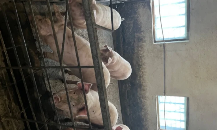 Продаж свиней вагою від 80 до 110 кг - фото № 14